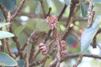 Infructescence with 5 capsules. Capsule ovoid-globose, without persistent styles, Pericarp thin-woody. The valves on the upper part separated into 4 after drying. 