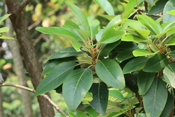 Leaf blade ovate to broadly ovate, leathery, base broadly cuneate, apex obtuse or subacute, green and glossy adaxially, whitish grey abaxially, usually glabrous or often with brown stellate scales or stellate indumentum that occurs tuberculate when drying; obscurely 3-veined at base, lateral veins 7-9 pairs, conspicuous on both surfaces, reticulate veins inconspicuous.