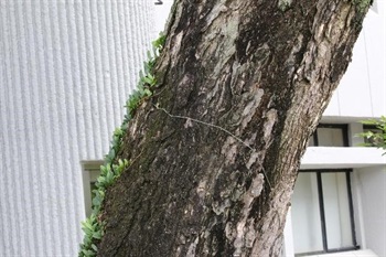 Symmetrically umbrella-shaped with wide-spreading branches. Dark brown, longitudinal cracks increase with age, and flaking in long strips. Branchlets puberulent to tomentose.
