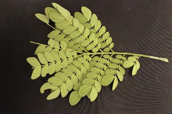 Leaves alternate, bipinnately-compound, glands at junctions of pinnae and leaflets; leaflets 3-8 pairs, asymmetrically oblong, abaxially pubescent, adaxially shiny, base half rounded, half truncate, apex rounded or obtuse, often emarginate and mucronulate. Leaflets fold up in early evening and during overcast days.