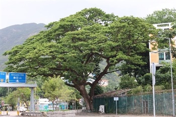Overview of Samanea saman (Jacq.) Merr..