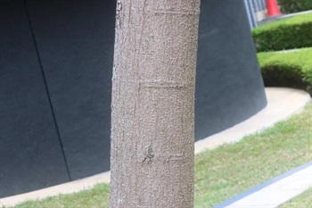 Bark grey-brown, with conspicuous lenticels and striate.