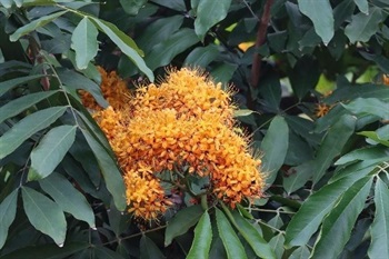 Dense corymb-panicle axillary. Flowers orange, base of calyx lobes, disk, stamens, and style becoming red. Peduncle pubescent. Bract lanceolate, oblong or ovate, pubescent, caducous. Stamens 8-10. 