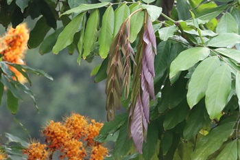 Paripinnate compound leaf, alternate, 6-12 leaflets, elliptic or ovate-lanceolate in shape, cuneate at the base, acuminate or acute at the tip, leathery. New leaves drooping, pale purple-pink.