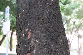 Bark dark reddish brown, longitudinally splitting. Young branchlets terete, turn blackish brown when dry.