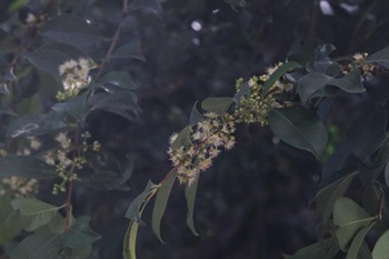 Thyrses axillary, many-flowered. Flowers sessile, buds obovoid. Hypanthium obconic. Calyx-lobes inconspicuous. Petals 4, distinct. Stamens slightly shorter than petals. Style as long as petals.