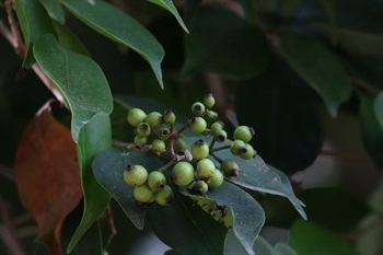 Fruit globose.