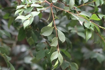 Leaves opposite; leaf blade leathery, oblong to narrowly elliptic or obovate, base broadly cuneate to narrow, apex obtuse to slightly acute, both surfaces dark brown when dry, not glossy and with many small impressed glands adaxially; lateral veins inconspicuous on both surfaces.