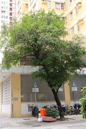 Overview of Syzygium hancei Merr. & L. M. Perry.