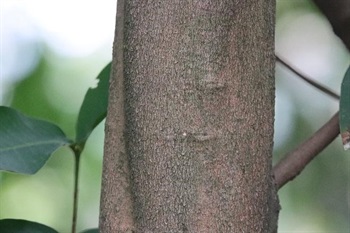 Branchlets compressed. Young branch slightly compressed.