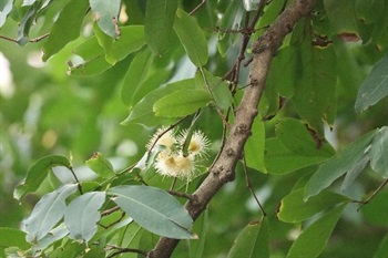 Inflorescences terminal or axillary, cymes, several-flowered. Flowers white. Hypanthium obconic. Calyx lobes 4, semiorbicular. Petals 4, distinct. Stamens numerous.