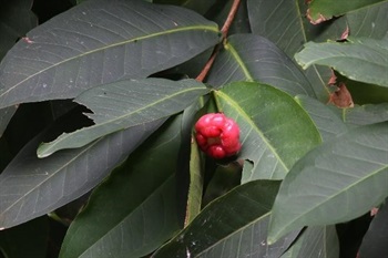 Berry dark red, pyriform to conic, fleshy, glossy, apex impressed; persistent sepals fleshy. Seed 1.