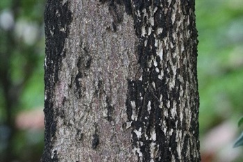 Bark dark grey, irregularly longitudinally splitting.
