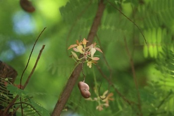 Flowers few; peduncles and pedicels yellowish green puberulent. Bracteoles firmly enclose the buds before flowering. Petals yellow or mixed with purplish red stripes, obovate, margin wavy wrinkled.