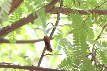 Pods terete-cylindrical, brown, straight or curved, often irregularly constricted.