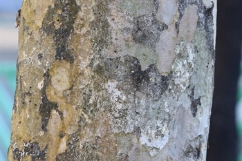 Bark greyish white, exfoliating in flakes, with buttress roots. Branch alternate, spreading.