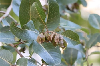 Drupe obovoid, ridged, wings usually truncate or suddenly narrow at top, brown with 5 wings.