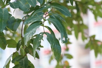 Leaves subopposite, alternate, with 1 pair of glands near apex; leaf blade thickly papery, oblong or elliptic, base cordate, asymmetrical, apex obtuse or very shortly acute, margin slightly undulate to subentire, densely papillate adaxially, subglabrous abaxially, lateral vein conspicuous on both surfaces.