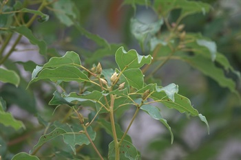 頂芽廣卵狀至圓球狀，由鱗片包圍。