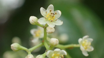 花黃綠色。花被裂片6，裂片橢圓形。