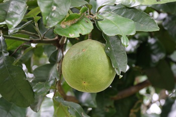 柑果球形至闊圓錐形，果皮厚、海綿質，成熟時由綠色轉為淡黃色。