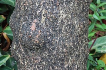 Branchlets scabrous, densely covered with minute brown peltate scales.