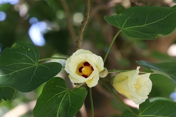 Flowers solitary, axillary; pedicels densely scaly. Calyx cup-shaped, apex truncate, 5-toothed. Corolla campanulate, yellow, with purple blotches at base adaxially.