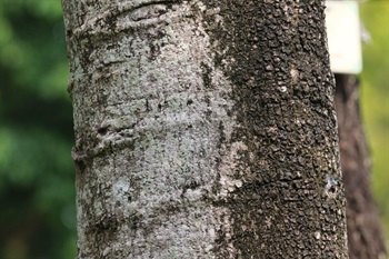 Bark pale grey. Striate with age, pubescent when young, glabrescent.