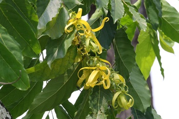 Panicles. Inflorescences axillary or on short woody branches, racemose or cymose, 1 or several flowered. Flowers pendulous. Pedicel pubescent, bracteolate. Sepals ovate, pubescent, connate at base, apex acute and reflexed. Petals turning from green to yellow and inside basally with a purplish brown blotch, linear to linear-lanceolate, tomentose and with several veins minutely pubescent. Stamens ob