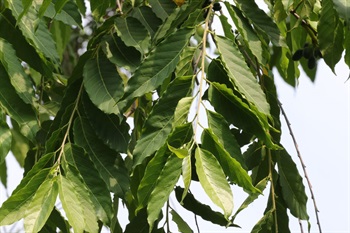 Petiole narrowly grooved; leaf alternate, ovate, oblong, or broadly elliptic, membranous to thinly papery, green in color, often drying black, glabrous when mature except for mostly whitish pubescence along midvein and lateral veins, lateral veins 7-15 on each side, base rounded, obtuse, or truncate and often inequilateral, apex acute to acuminate.
