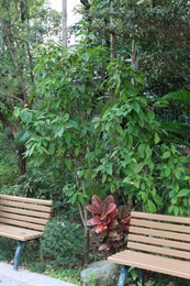 Overview of Cananga odorata (Lam.) Hook. f. & Thomson