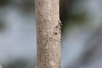 Usually clustered. Bark greyish brown. Young branches greenish purple to pale purplish brown.