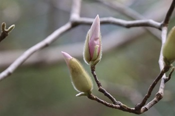 Flower buds ovoid, pale yellow sericeous.
