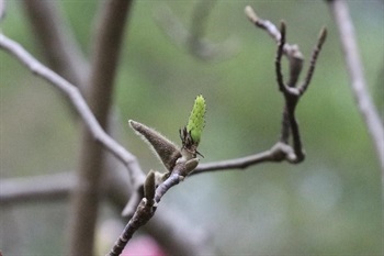Gynoecium pale purple, glabrous. Fruit dark purplish brown, cylindric; mature carpels subglobose, apex shortly beaked.