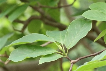 Leaf blade elliptic-obovate to obovate, abaxially greyish green and pubescent along veins, base gradually narrowing along petiole to stipular scar, apex acute to acuminate. Stipular scar ~½ as long as petiole. Peduncle thick and strong, with trichomes.