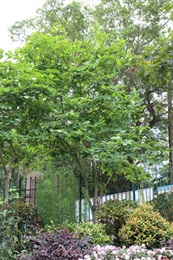  Overview of Yulania liliiflora.