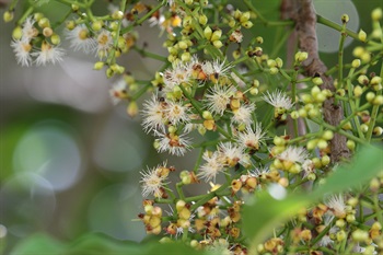 聚傘圓錐花序生於無葉枝條。花雙性，常2-3朵簇生，無柄。帽狀體頂端具短喙，被絲托半球形。雄蕊眾多，呈白色。