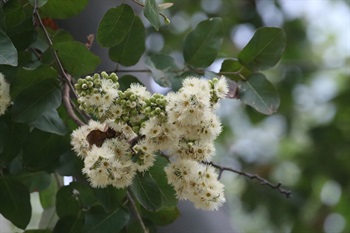 圓錐花序頂生或腋生，每個繖形花序常具3-7朵花。被絲托半球形，帽狀體呈綠色，圓形至圓錐形至稍具喙。雄蕊眾多，呈白色。