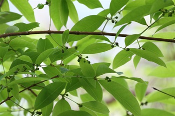 Capsules elliptic, more than half of enclosed by persistent calyx. Turning green to dark brown when mature. 