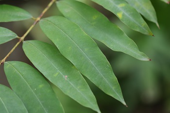 Simple leaves opposite. Leaf papery, blade narrowly elliptic to oblong or lanceolate, base cuneate to obtuse, apex acute or shortly acuminate.