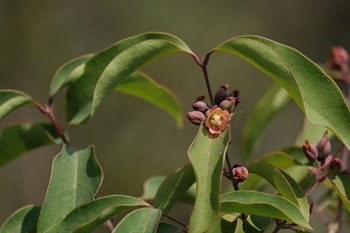 Cymes axillary or terminal, 2– 5 flowered, seldomly 1.