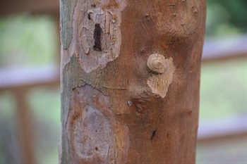 Bark smooth, yellowish white to orange brown, peeling off in lumps.