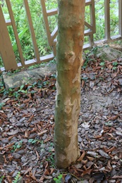 Trunk of <i>Cratoxylum cochinchinense</i> (Lour.) Blume.