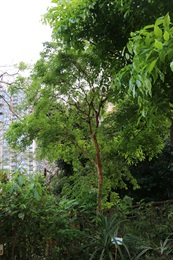 Overview of <i>Cratoxylum cochinchinense</i> (Lour.) Blume.