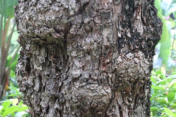 樹皮褐色至淡褐色，粗糙，縱裂。