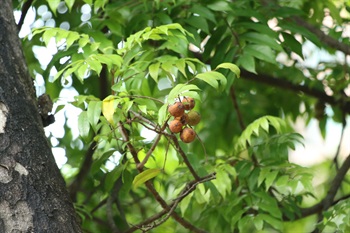 核果成熟時由綠色轉為黃色，內果皮扁平，先端具4-5個小孔。