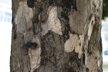 樹皮光滑，呈灰白色或黃綠色，片狀剝落。