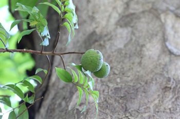 核果成熟時由綠色轉為黃色，內果皮扁平，先端具4-5個小孔。