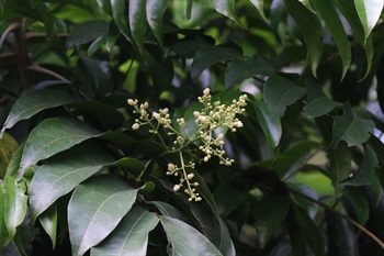 雌雄同株。圓錐花序頂生，花萼被灰黃色短柔毛，花白色。