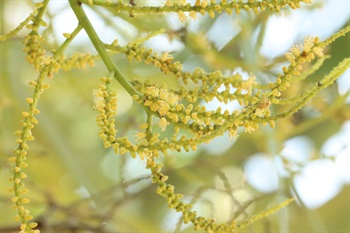 雌雄同株異花，單性花。穗狀花序排成圓錐花序狀緩緩分枝，呈黃色至綠色。